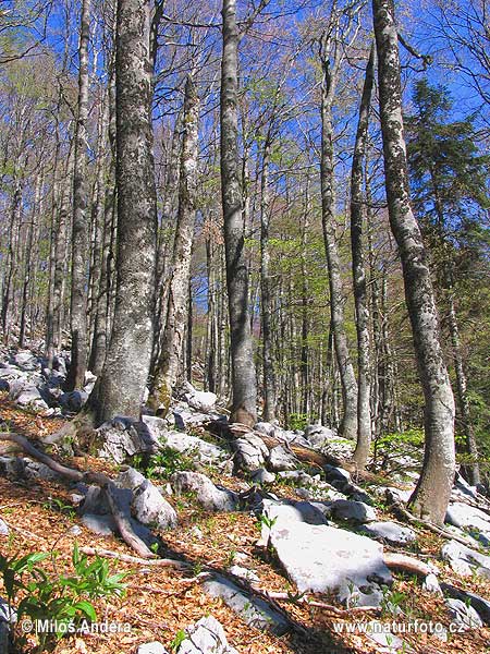 Խորվաթիա