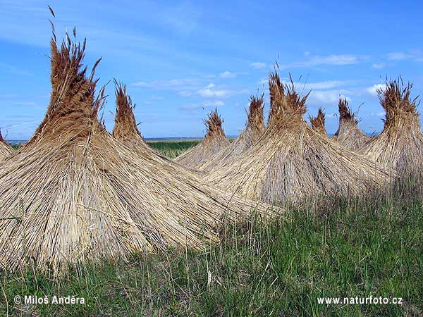 Аустрия