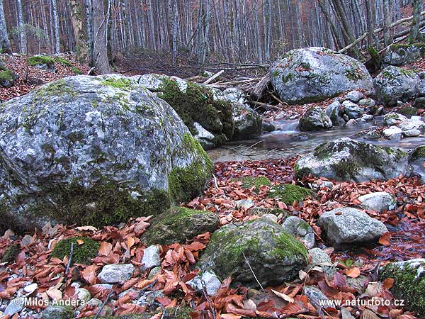 Ավստրիա