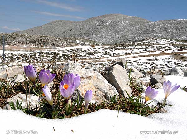 Հունաստան