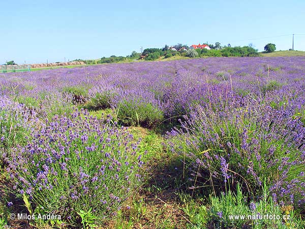 Հունգարիա