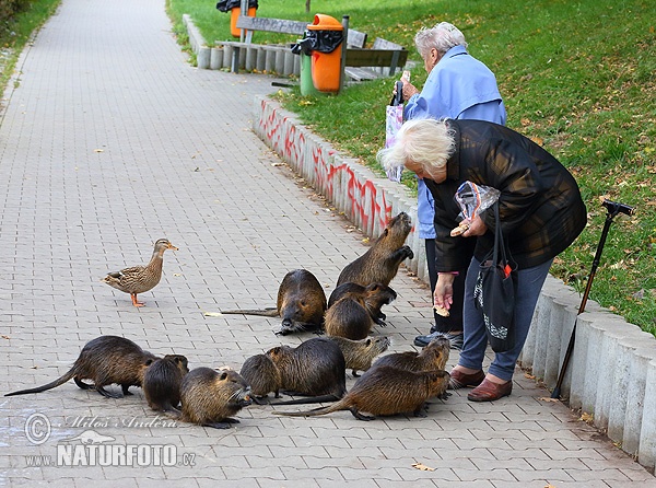 Нутрија