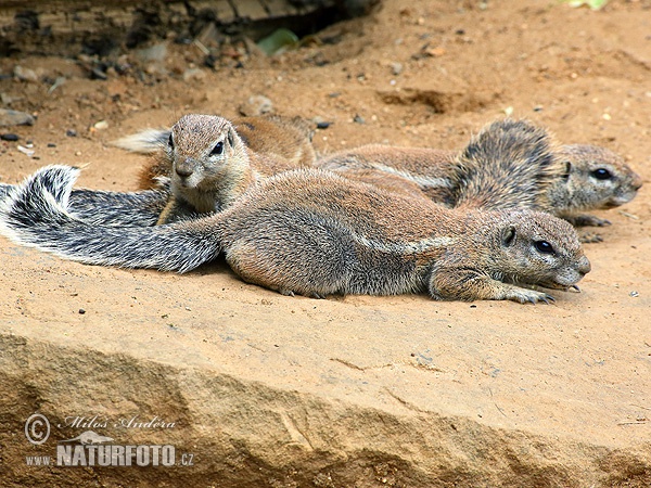 aaierstertmeerkat