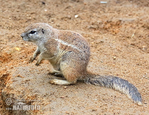 aaierstertmeerkat