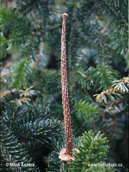 Abies alba