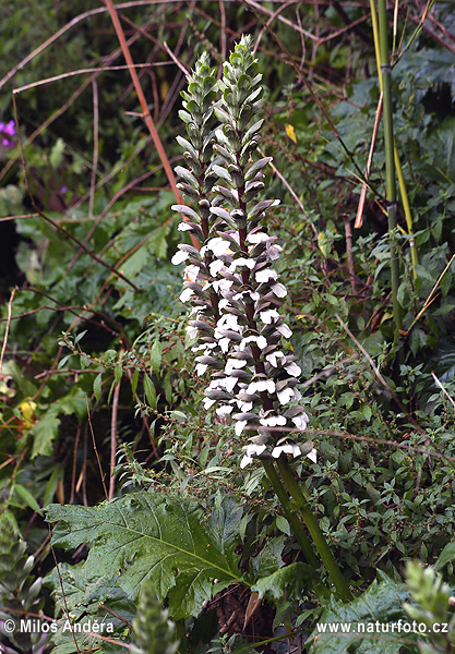 Acanthus mollis