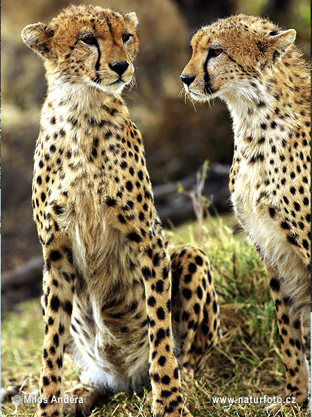 Acinonyx jubatus