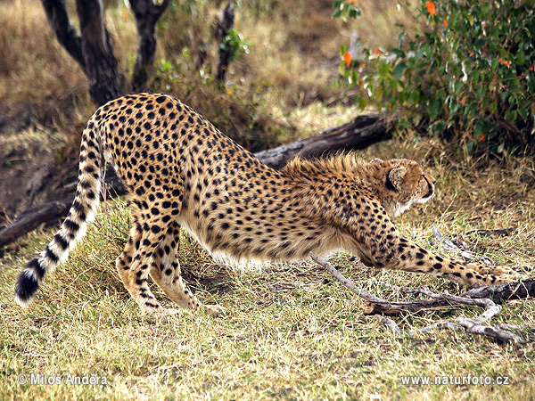 Acinonyx jubatus