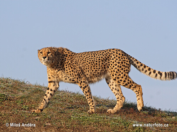 Acinonyx jubatus