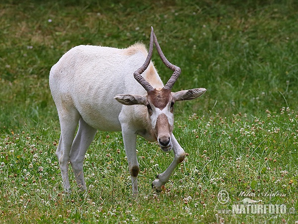 Addax nasomaculatus