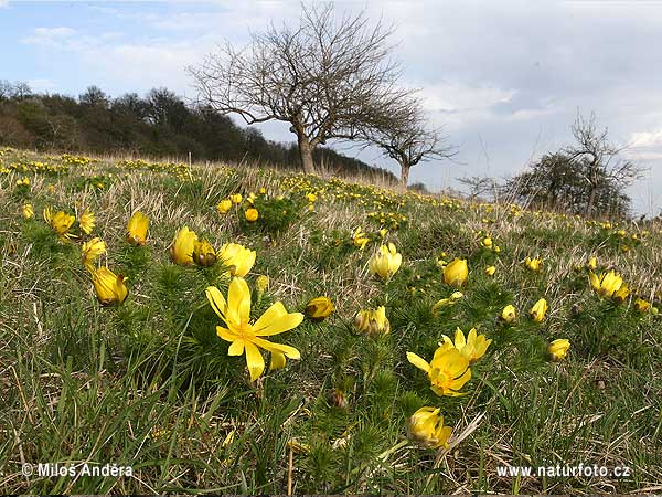 Adonis de primavera