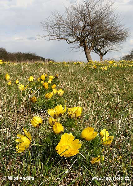 Adonis de printemps