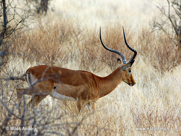 Aepyceros melampus