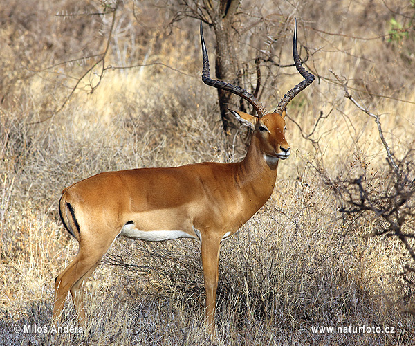 Aepyceros melampus