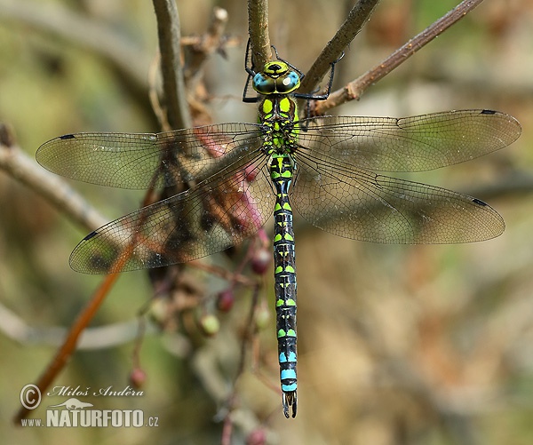 Aeshna cyanea