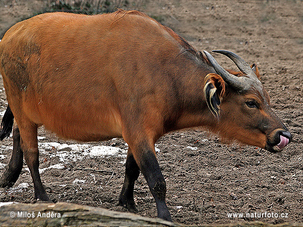 African forest buffalo (Syncerus caffer nanus)