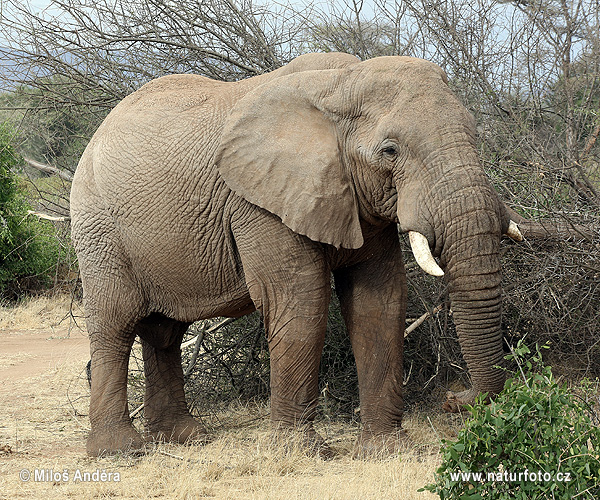 Afrika savanna fili