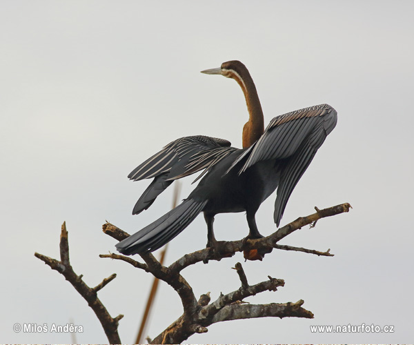 Afrikaanse slangenhalsvogel