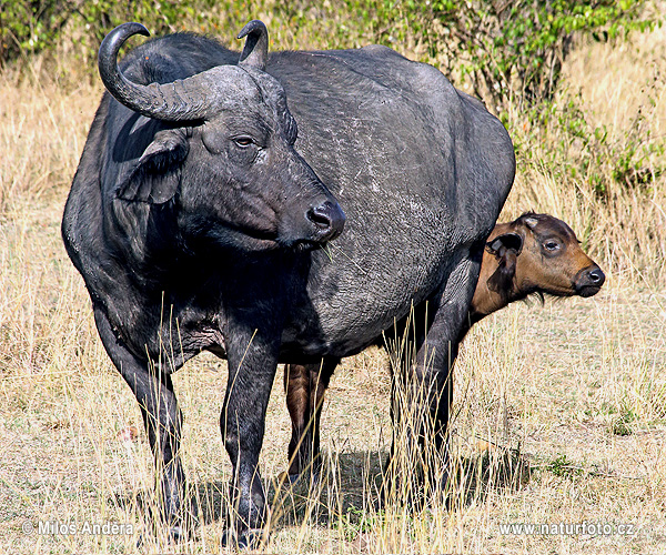 Afrikansk buffel