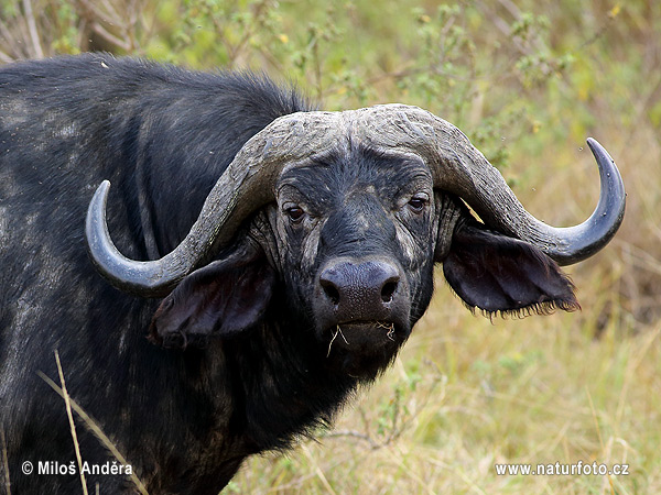 Afrikansk buffel