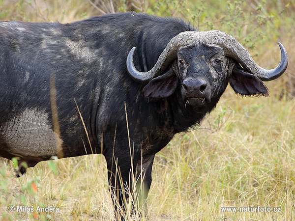 Afrikansk buffel