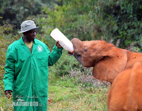 Afrikansk savanneelefant