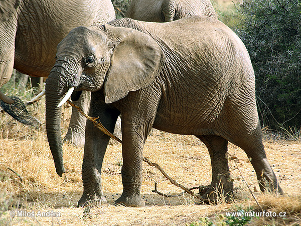 Afrikansk savanneelefant