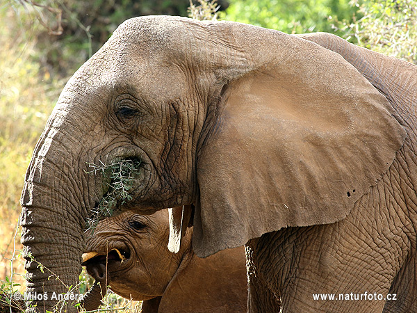 Afrikansk savanneelefant