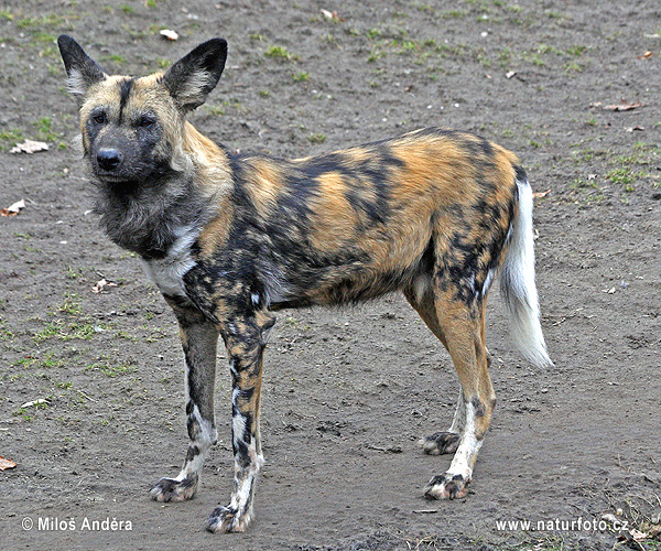 Afrikansk vildhund