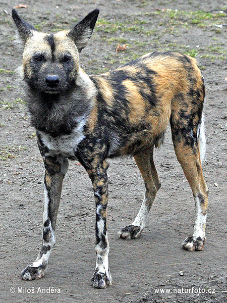 Afrikansk villhund