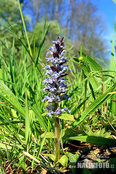 Ajuga genevensis