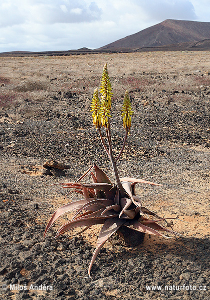 Äkta aloe