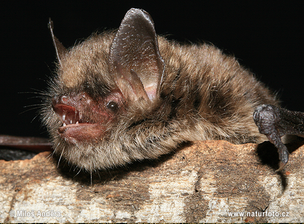 Alcathoe’s bat, Alcathoe Whiskered Bat (Myotis alcathoe)