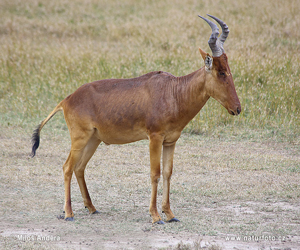 Alcelaphus buselaphus lelwel