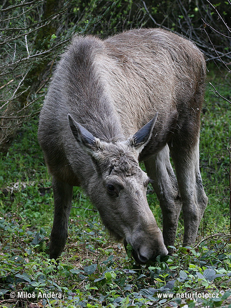 Alces