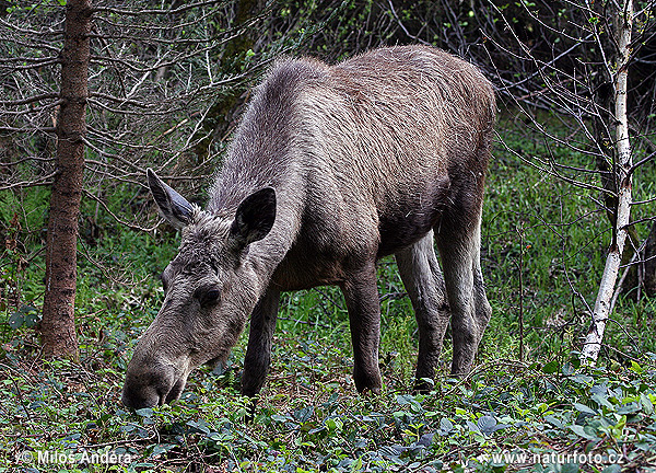 Alces alces