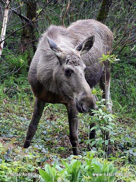 Alces alces