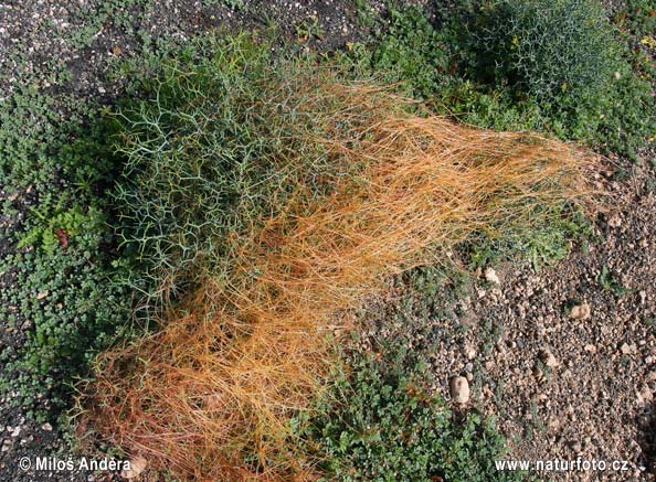 Alfalfa dodder (Cuscuta approximata)