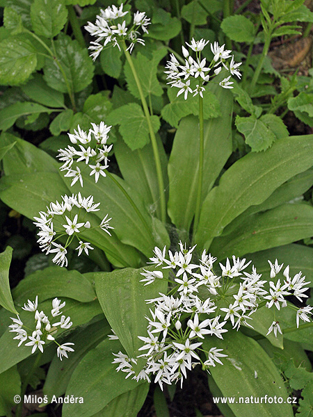 Allium ursinum