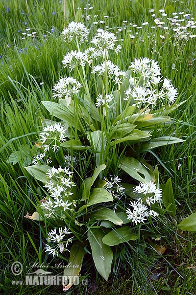 Allium ursinum