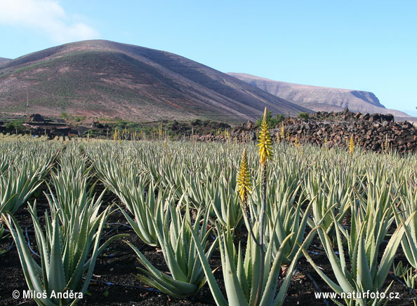 Aloe vera