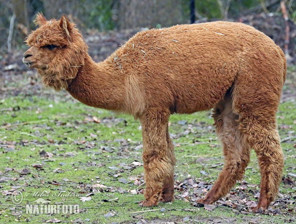 Alpaca animal