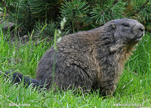 Alpenmarmot