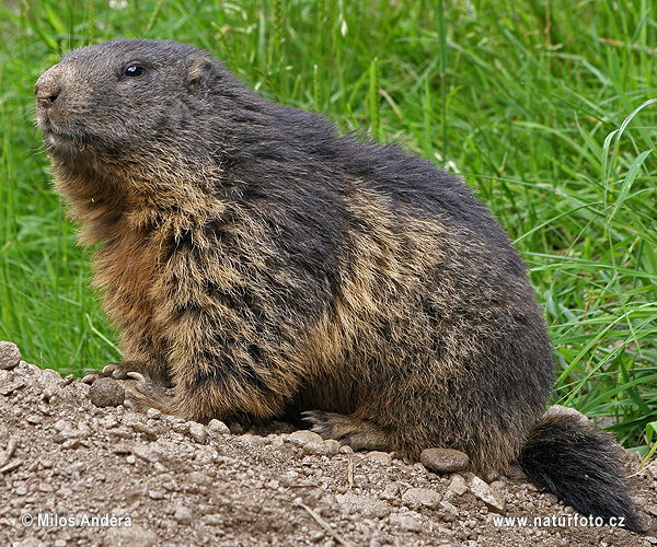 Alpenmarmot