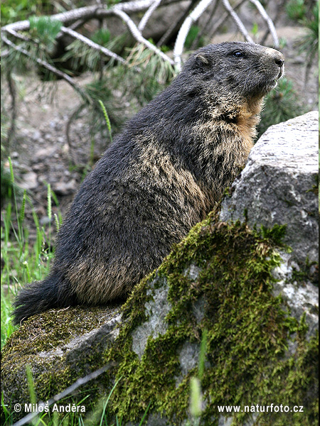 Alpenmarmot