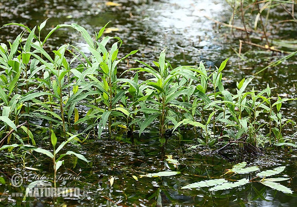 Amphibious Bistort (Persicaria amphibia)