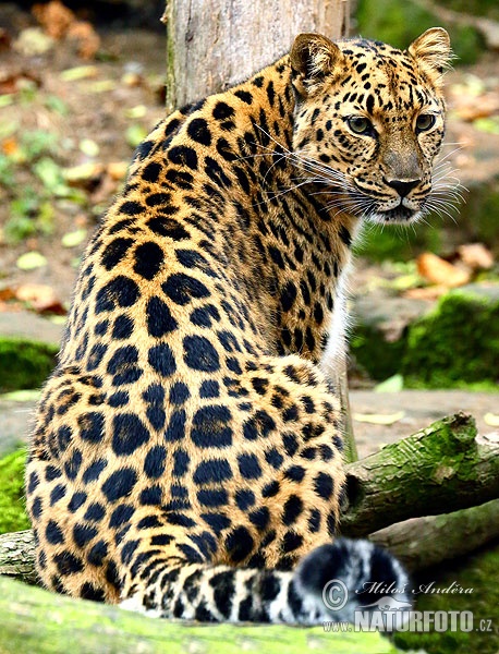 Amur leopard (Panthera pardus orientalis)