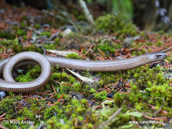 Anguis fragilis