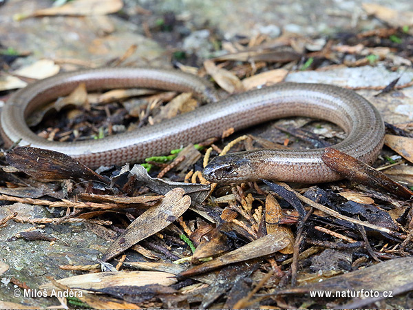 Anguis fragilis