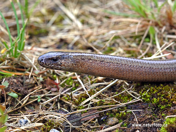 Anguis fragilis